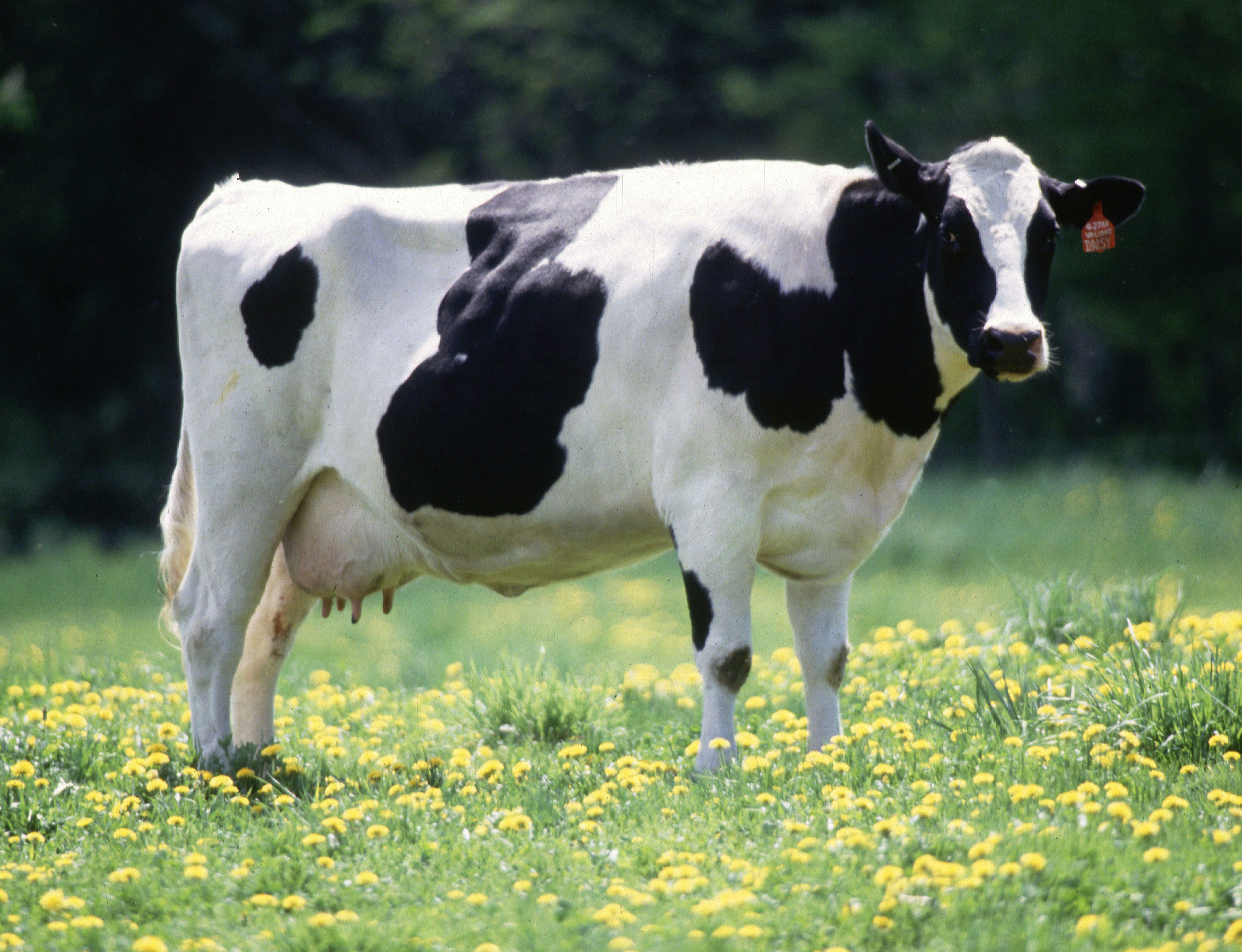 Con bò sữa trong tiếng anh là gì