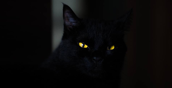 Mèo vào nhà bạn đêm là điềm gì